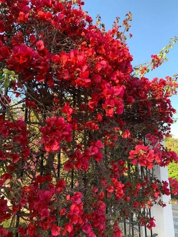 Red Bougainvillea Flower Plant - Pack of 2